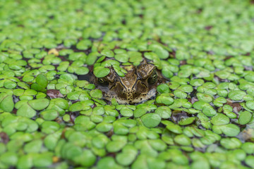 Toad in a pond, front view