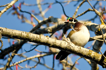 Male Wood Duck Perched in a Tree