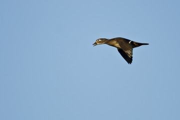 Obraz premium Female Wood Duck Flying in a Blue Sky