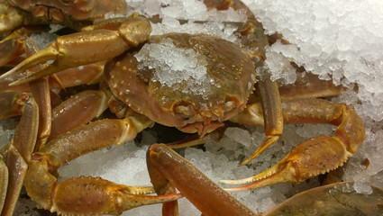 Crabe des neiges