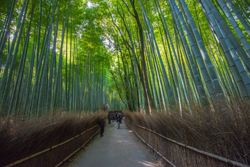 Bamboo grove in Arashiyama, Kyoto, Japan © javarman