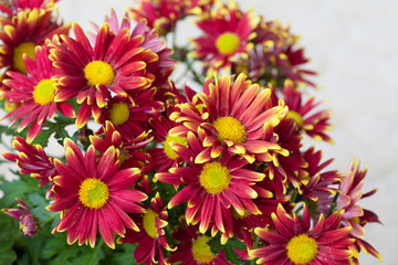 Beautiful spring red and yellow flower