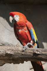 ara macaw parrot on its perch