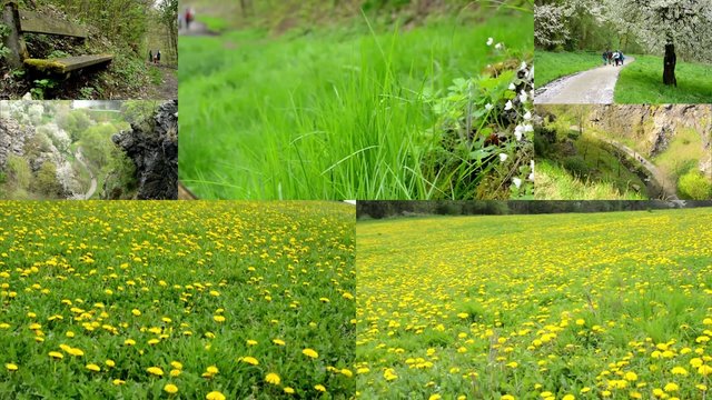 montage - spring nature - path , fields with dandelion etc.