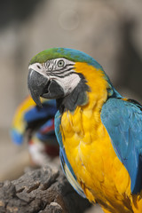 ara ararauna parrot on its perch