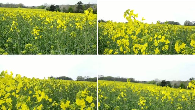 montage - field with yellow crop