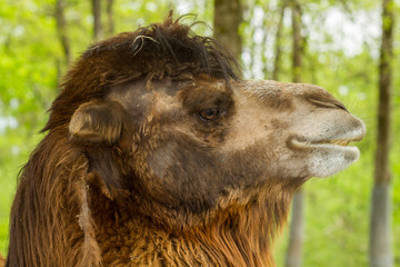 dromedary (Arabian camel) close up