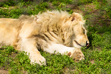 male lion sleeping on grass