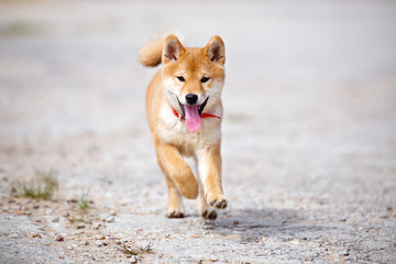 shiba-inu puppy running outdoors