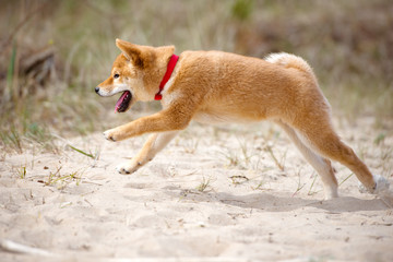 red shiba-inu puppy running outdoors