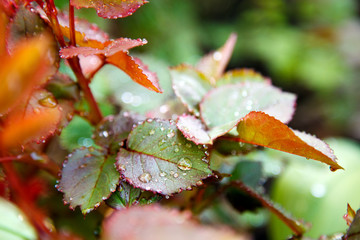 ater drops on the red rose leaves macro