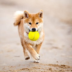 shiba-inu puppy carrying a tennis ball