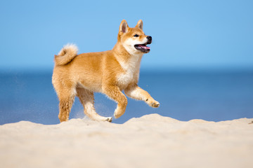 shiba-inu puppy running on a beach © otsphoto