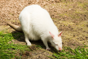 albino white wallaby with red eyes