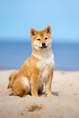 adorable shiba-inu puppy sitting on a beach © otsphoto