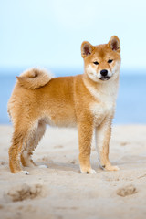 red shiba-inu puppy standing on a beach