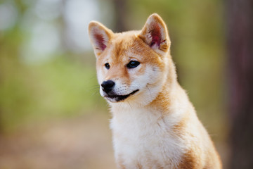 Naklejka na ściany i meble red shiba-inu puppy portrait