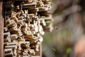 male wild bees flying in front of insect shelter.