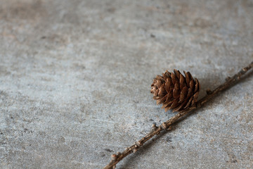 cones on a branch on a gray background