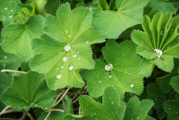Frauenmantel, Heilpflanze