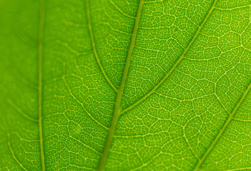 super detailed green leaf with out of focus area