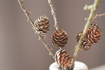 cones on a branch on a gray background
