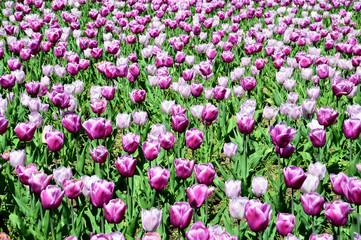 Obraz na płótnie Canvas Tulpen in violett und rosa