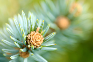 Fresh pine tree sprout