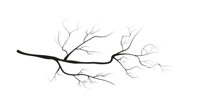 vector branch on white background