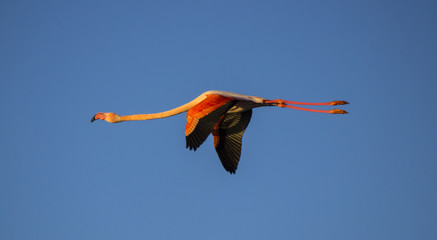 Flamingo in flight