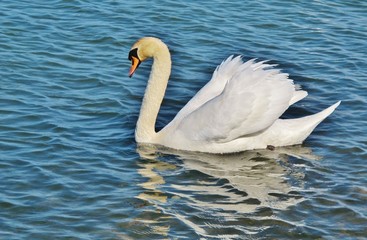 Schwan auf dem Bodensee