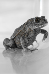Erdkröte (Bufo bufo-Komplex) 