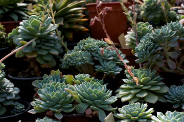 Obraz premium Succulent plants