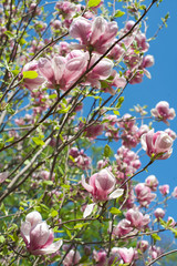 Rose Magnolia Flowers on blue background