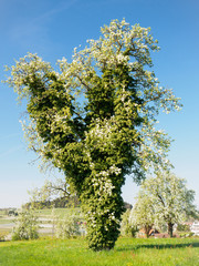 Obraz premium Frühling