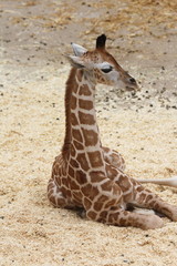 a portrait shot of a giraffe (Giraffa camelopardalis) 
