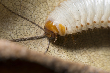 The larva of a chafer beetle