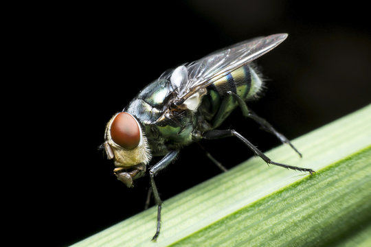 Flies cause diseases