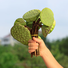 Lotus pods in female hand