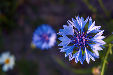 Blue Crambe flower in a meadow in spring ..
