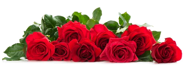 Tuinposter Rozen Paar rode rozen