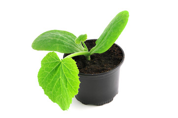 seedling of zucchini plant on flower pot