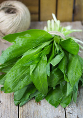 ramson (bear garlic) bunch tied with rope on old wooden backgrou