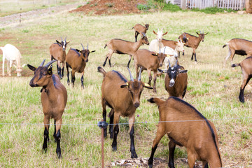 Naklejka na ściany i meble herd of goats, Aveyron, Midi Pyrenees, France