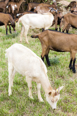 herd of goats, Aveyron, Midi Pyrenees, France
