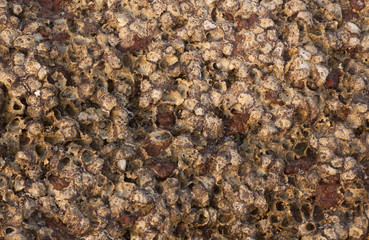 Texture of shells on the stone