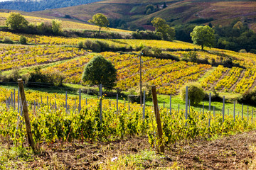 vineyards near Odenas, Beaujolais, Rhone-Alpes, France
