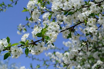 Spring flowers and flower trees