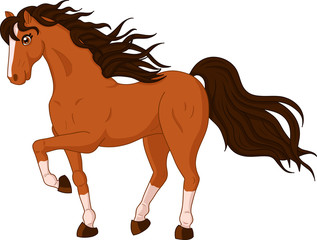 Beautiful wild horse