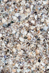 shells on beach